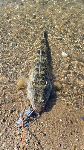 マゴチの釣果