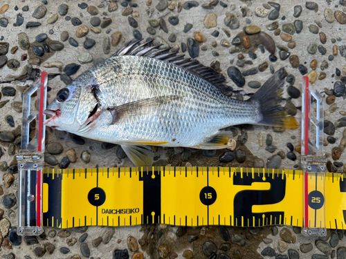 キビレの釣果