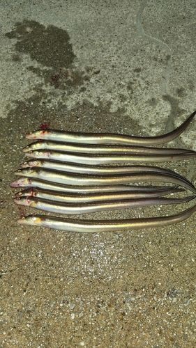 アナゴの釣果