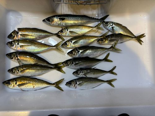 アジの釣果
