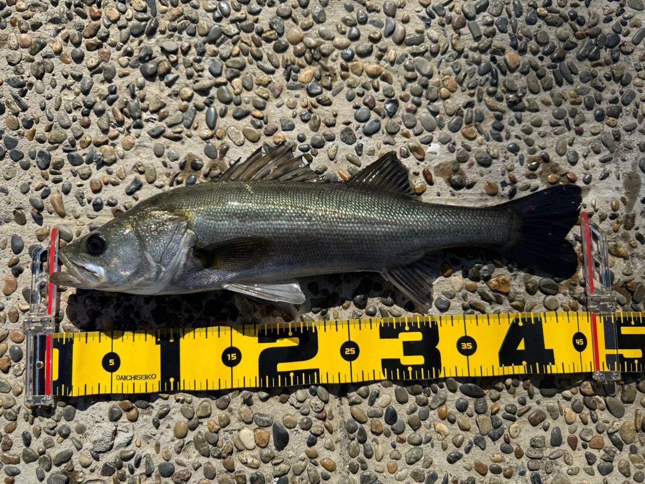 DAIWA 21モアザン ブランジーノ EX AGS 94MLの最安値・インプレ・釣果