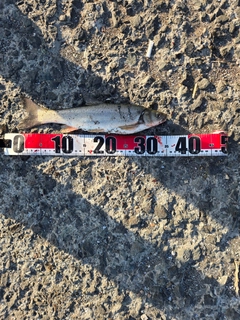 ウグイの釣果