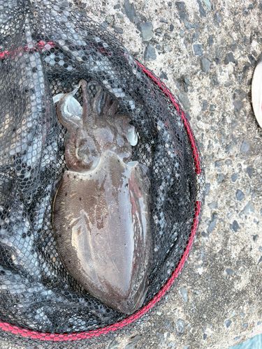 モンゴウイカの釣果