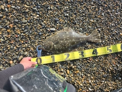 ヒラメの釣果