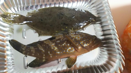 ソゲの釣果