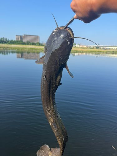 ナマズの釣果