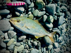 ショゴの釣果