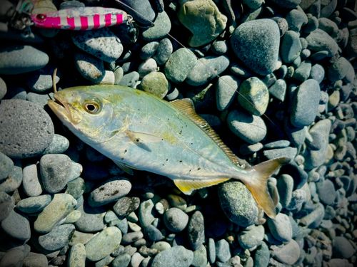 ショゴの釣果