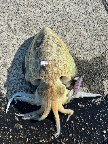 モンゴウイカの釣果