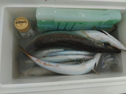 アカカマスの釣果