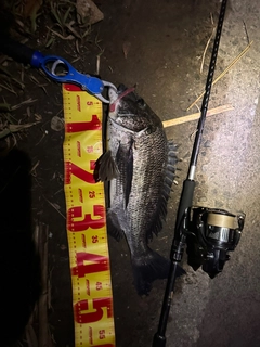 チヌの釣果