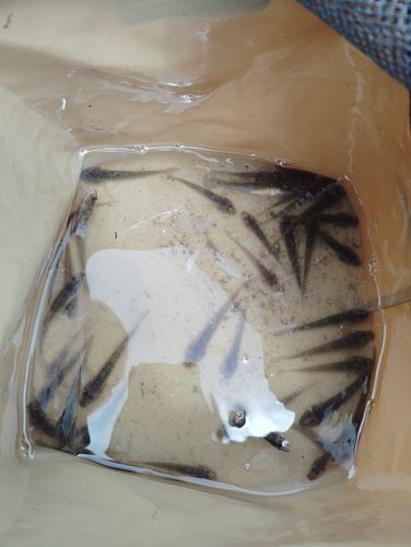 マハゼの釣果
