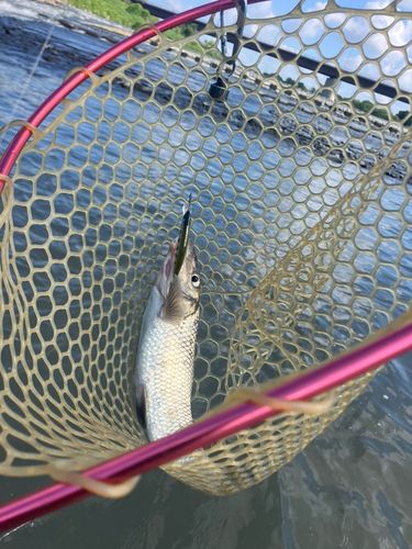 ニゴイの釣果