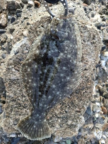 ヒラメの釣果