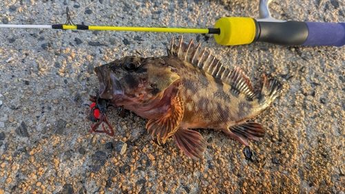 カサゴの釣果