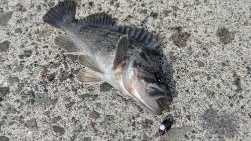クロソイの釣果