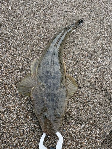 マゴチの釣果
