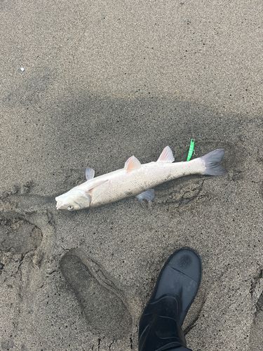 ニゴイの釣果