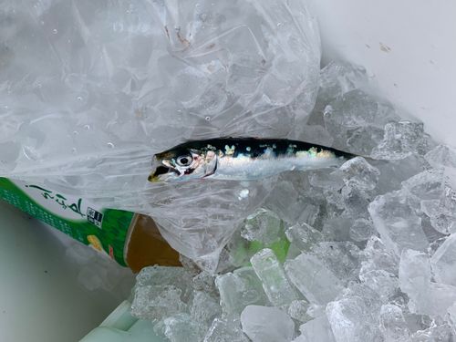 イワシの釣果