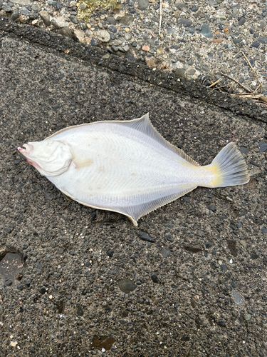 マガレイの釣果