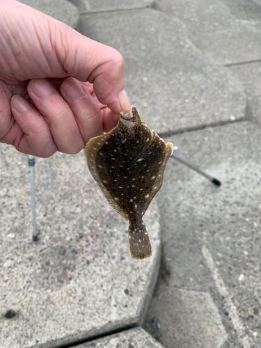 カレイの釣果