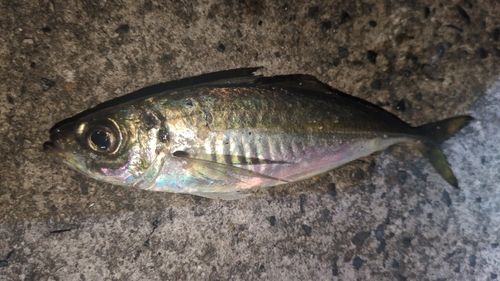 マアジの釣果