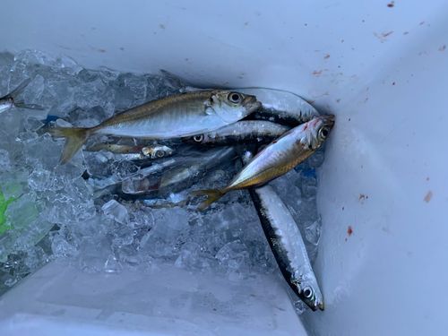 アジの釣果