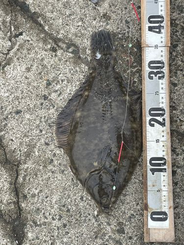 カレイの釣果