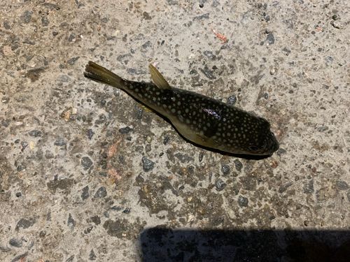 フグの釣果