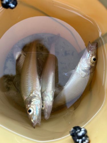 シロギスの釣果
