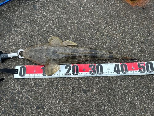 マゴチの釣果