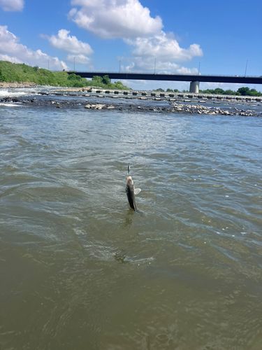 ニゴイの釣果
