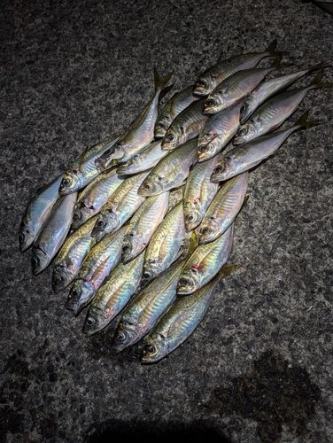 アジの釣果