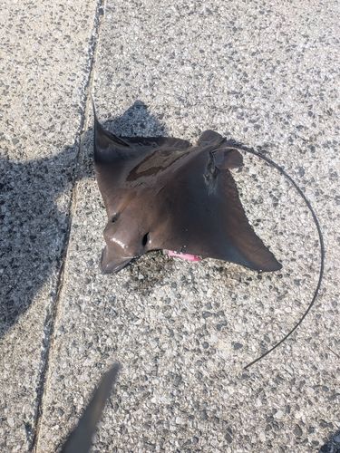 ナルトビエイの釣果