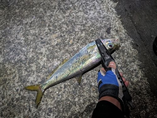 ヒラの釣果