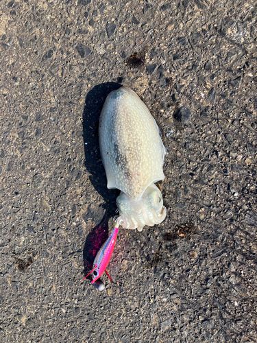 シリヤケイカの釣果