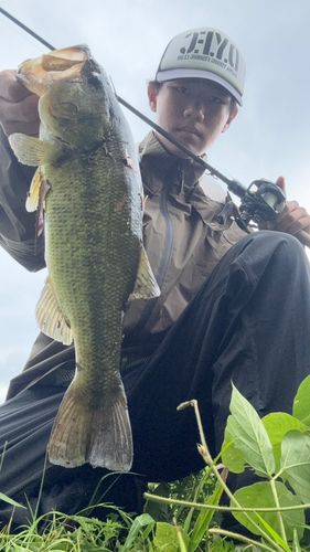 ブラックバスの釣果