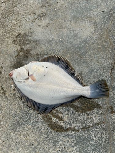 カレイの釣果
