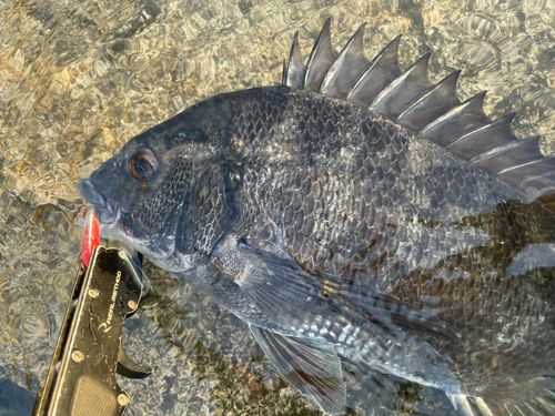 チヌの釣果