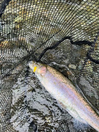 ニジマスの釣果