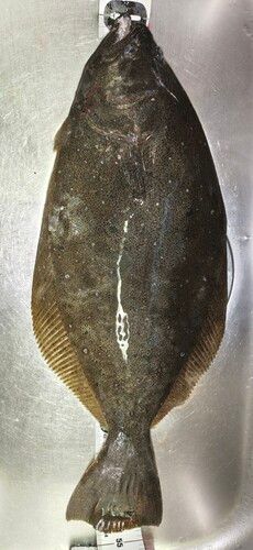 ヒラメの釣果