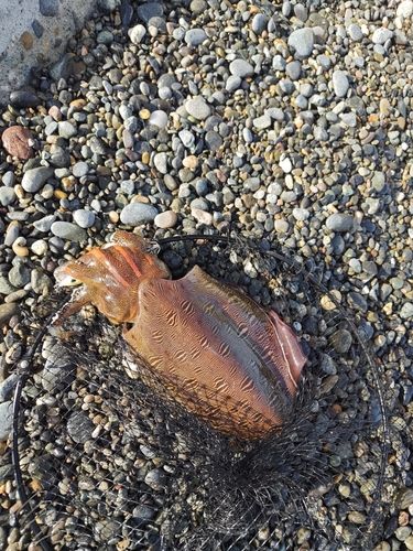 モンゴウイカの釣果