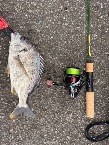 キビレの釣果