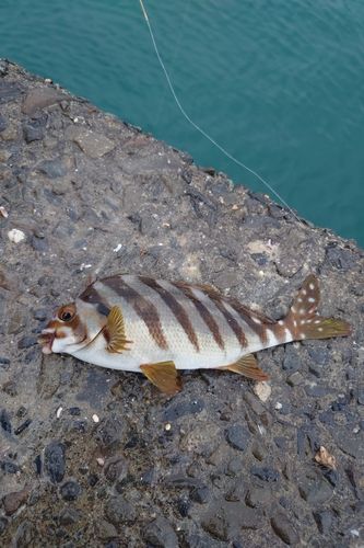 ヒダリマキの釣果