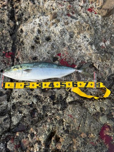ワラサの釣果
