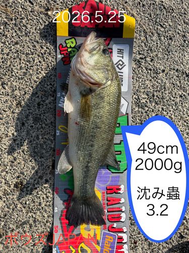 ブラックバスの釣果