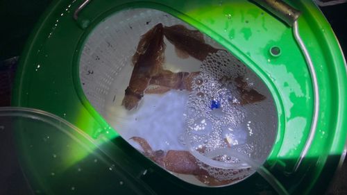マメイカの釣果