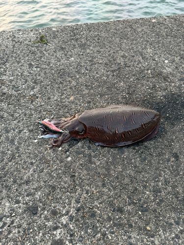 モンゴウイカの釣果
