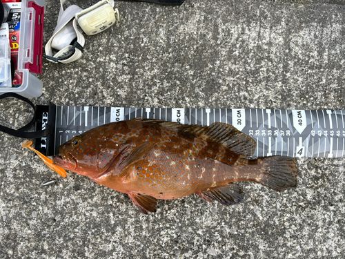 アコウの釣果