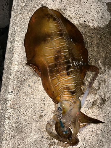 アオリイカの釣果